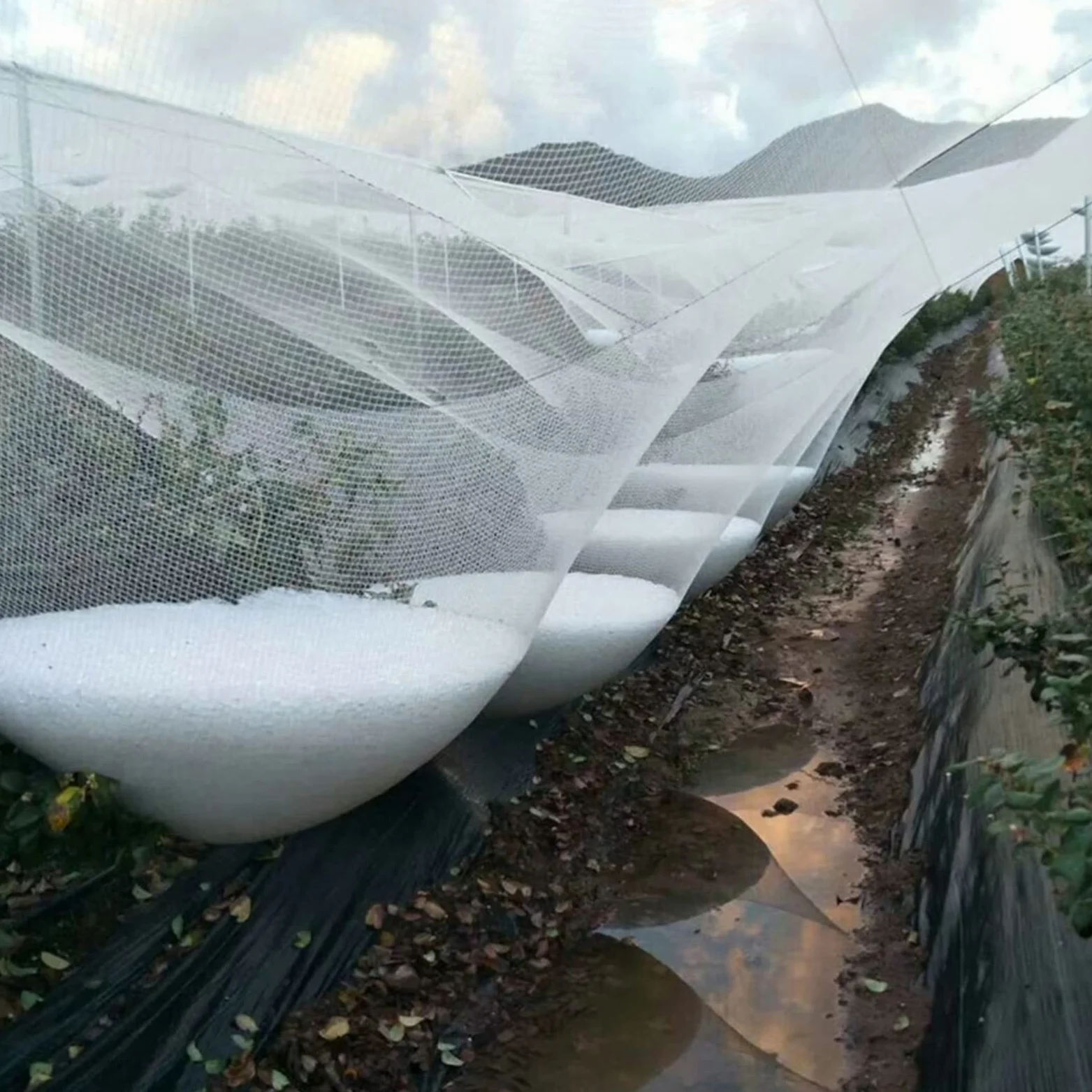 Generisch Garten-Vogelschutznetz, Hagelschutz für Pflanzen, weißes Obst- und Gemüseschutznetz, wiederverwendbares Teich- und Aquakulturnetz für Pools, Robustes Gartennetz.
